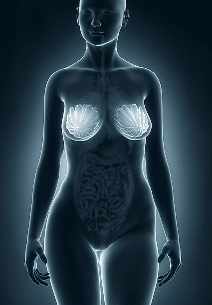 유방암 여성 해부 - lactiferous duct 뉴스 사진 이미지