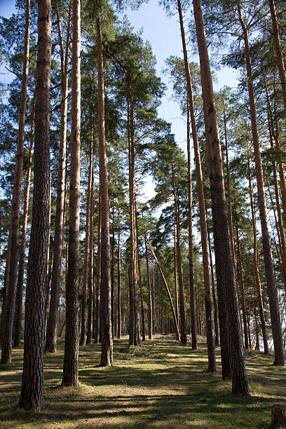istock Tall pines and spruce forest in the spring. 490659519