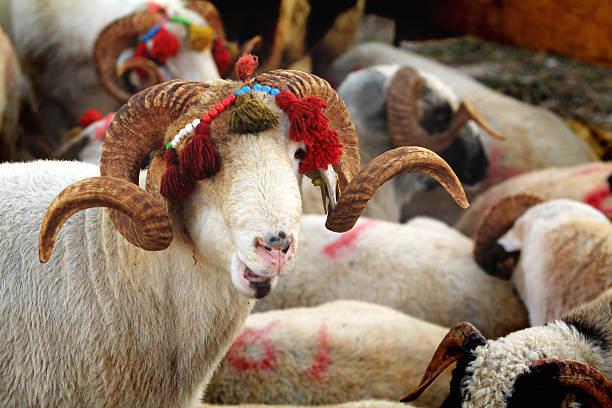 istock feast of the sacrifice and livestock 490660652