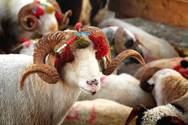 istock feast of the sacrifice and livestock 490660850