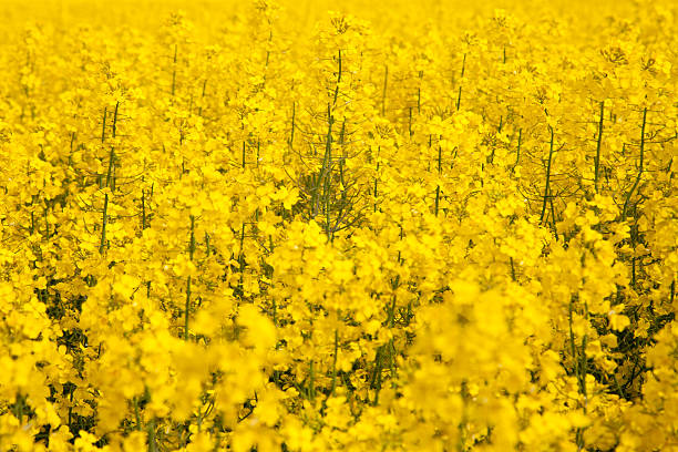 istock Canola Crop Close Up 490661236