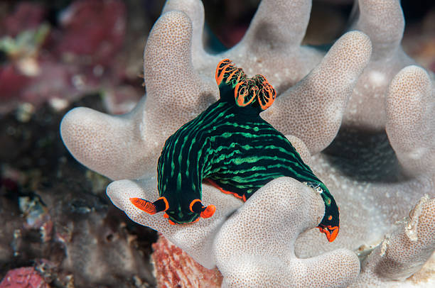 istock Nembrotha kubaryana nudibranch on coral 490661248