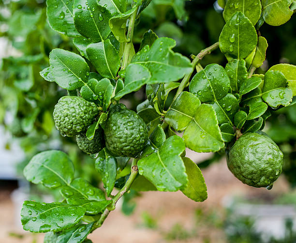istock Vegetables are healthy lime 490661356