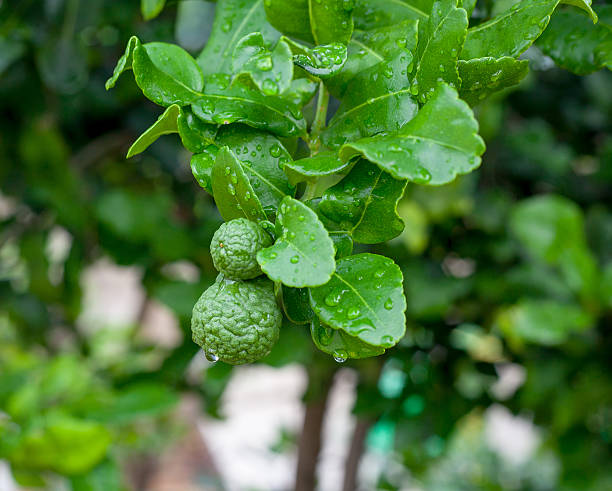 istock Vegetables are healthy lime 490661530