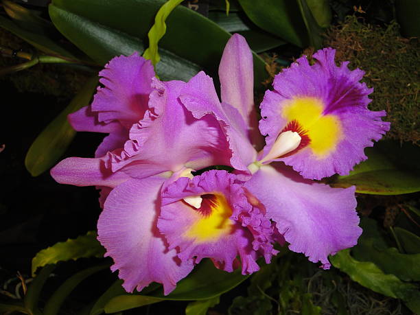istock Purple and Yellow Orchid 490661886