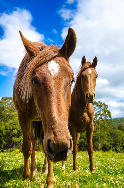 馬 in the meadow ます。のクローズアップ - horse close up non urban scene spring ストックフォトと画像