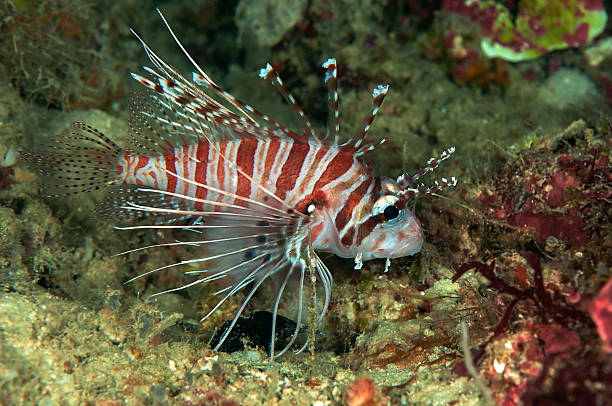 Spotfin Lionfish The spotfin lionfish or broadbarred firefish, Pterois antennata, is a fish found in the tropical Indian and Western Pacific  pterois antennata lionfish stock pictures, royalty-free photos & images