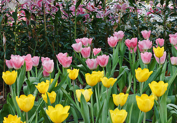 Tulips blossom. Colorful Tulips in full bloom in the park. nub stock pictures, royalty-free photos & images