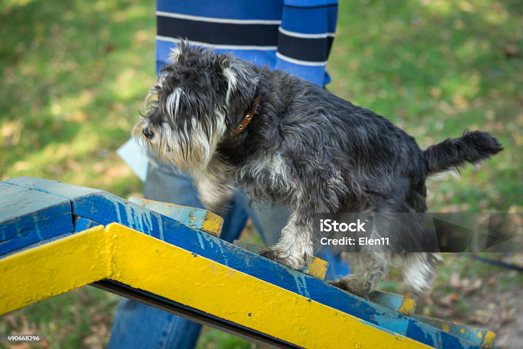 dog agility trial Miniature schnauzer dog on a walk way at a dog agility trial 2015 Stock Photo