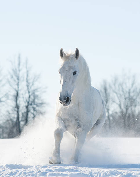 istock snowy white horse running in snow field 490669242