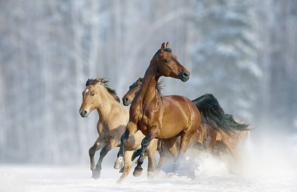 istock horses run in a wild 490669248