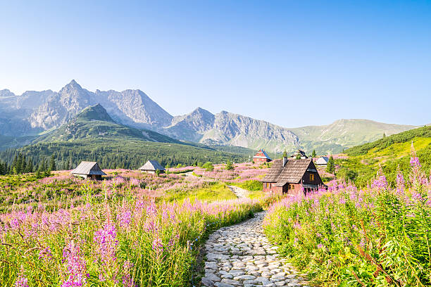 istock Wooden huts scattered on flowery meadow 490669796