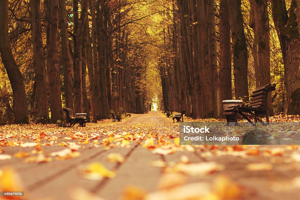 Walk in the park with fallen leaves 2015 Stock Photo