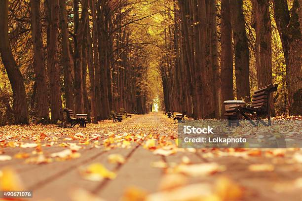 Walk In The Park With Fallen Leaves Stock Photo - Download Image Now - 2015, Alley, Autumn