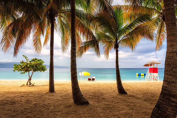 istock Beach in Jamaica with tall palm tree on Caribbean sea 490671552