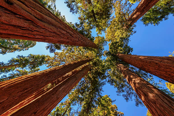 albero gigante primo piano nel parco nazionale di sequoia - natural basin foto e immagini stock