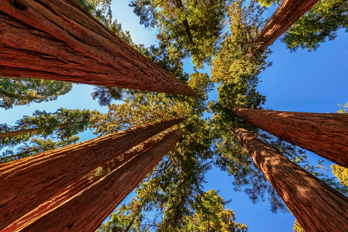 Giant Sequoias Fores in California Sierra Nevada Mountains, United States.