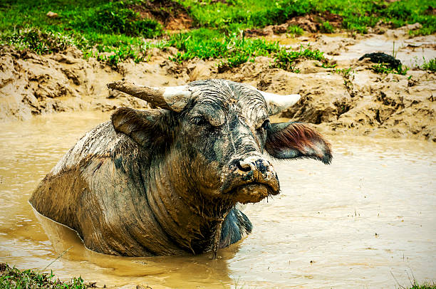 istock Buffalo Thailand is mud in the barn 490682596
