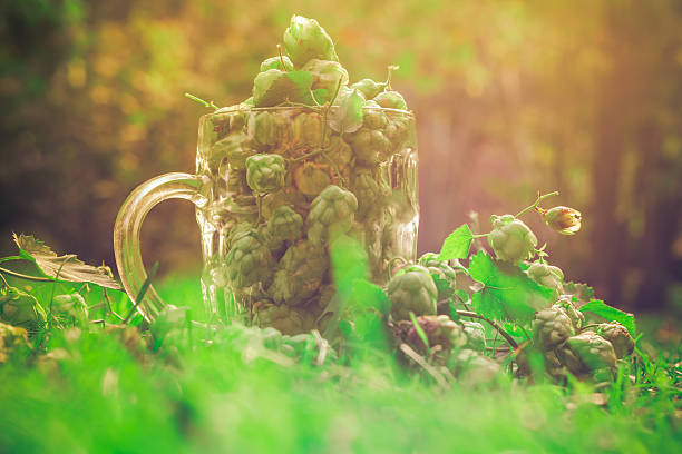 Ingredients to make Beer.  Beer, Hops and Barley