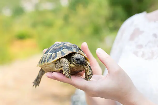 Photo of Turtle in hand - on palm
