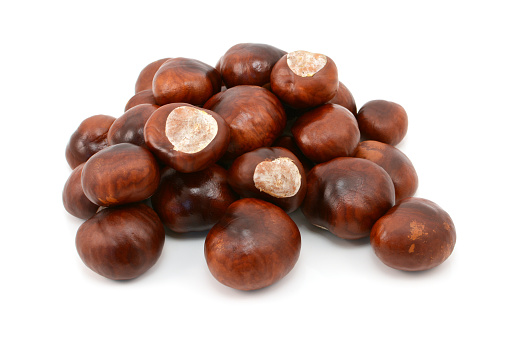 Shiny brown conkers from a horse chestnut tree, isolated on a white background