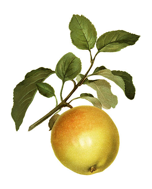 사과들 - apple apple tree branch fruit stock illustrations