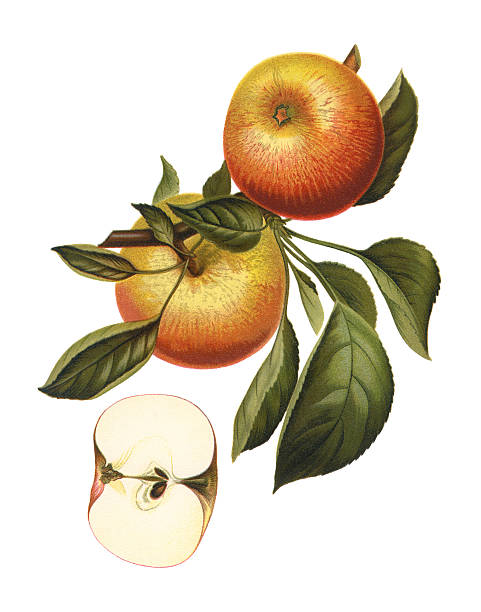 illustrations, cliparts, dessins animés et icônes de pommes - illustration and painting engraving old fashioned engraved image