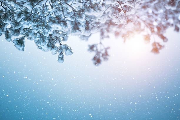 istock Winter Background With Pine Trees Covered With Snow 490684772