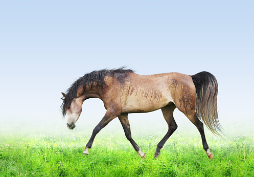 Horse on green field running trot forward and downward on blue sky background, biomechanics of movement