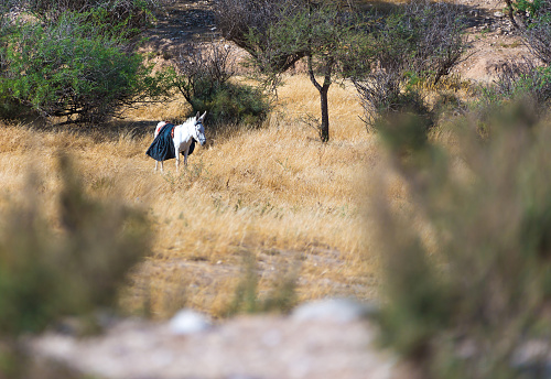 donkey in an olive grove Negev desert