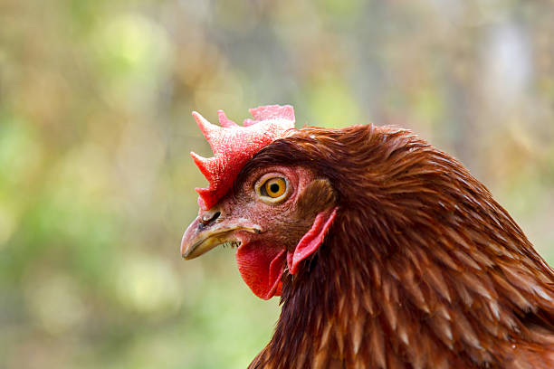 Brown hen.Gallus gallus domesticus Brown hen.Gallus gallus domesticus gallus gallus domesticus stock pictures, royalty-free photos & images