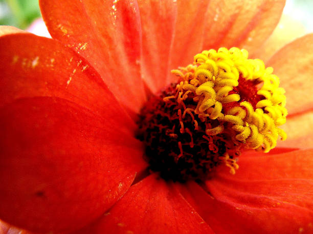fleur - sibiria photos et images de collection