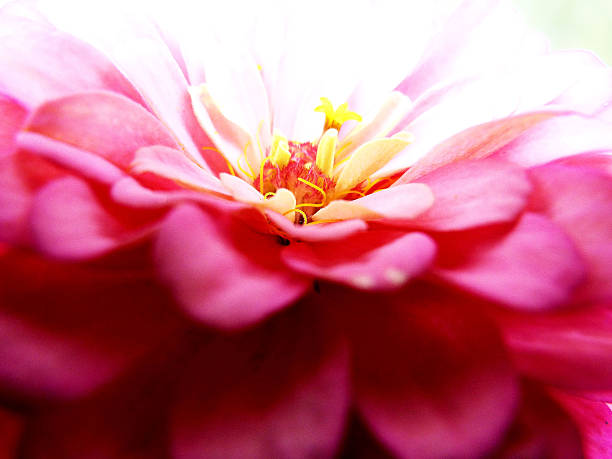 uma flor - sibiria imagens e fotografias de stock