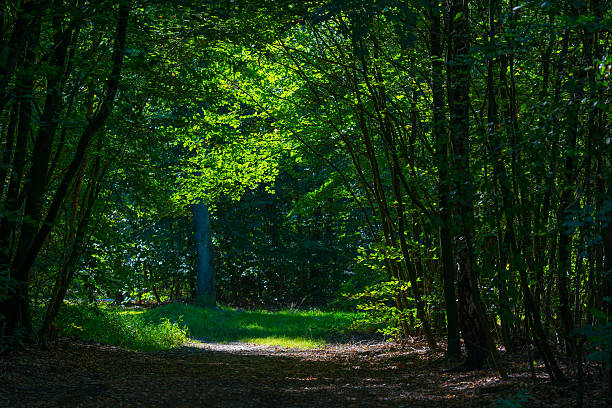 istock Foliage of  a sunny forest in autumn 490688216