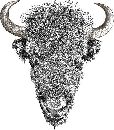 American Bison vector illustration. Additional EPS file contains the same image with lines in stroke form, allowing you to convert to a brush of your choosing. Colors are layered and grouped separately. Easily editable.