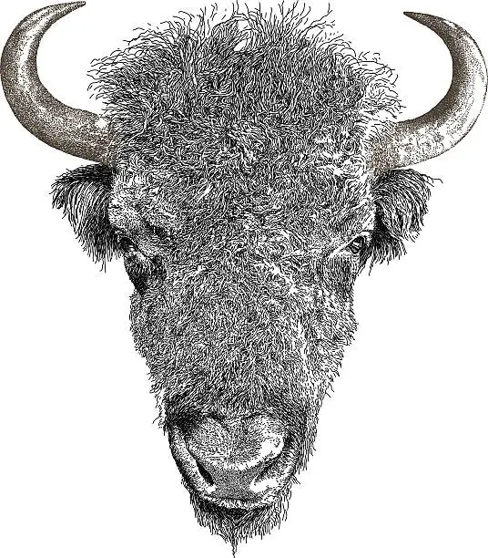 Vector illustration of American Bison