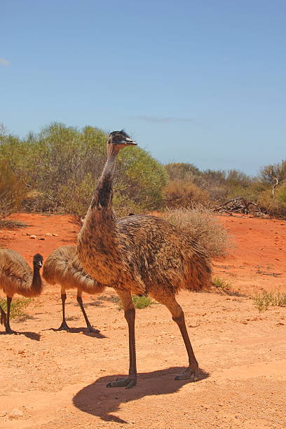 istock Emus in Western Australian outback 490689171