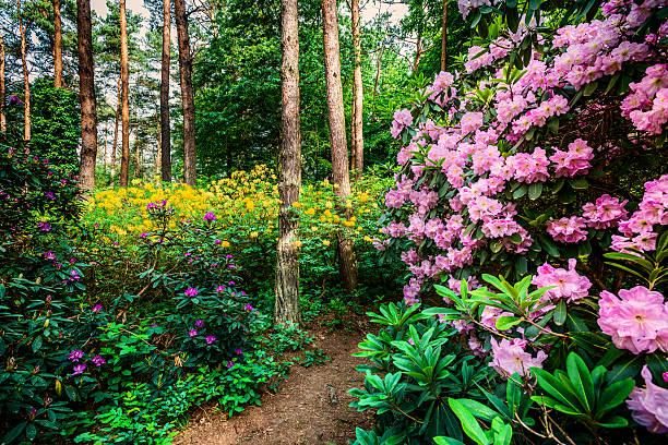 blühende rhododendron garden - azalea magenta flower red stock-fotos und bilder