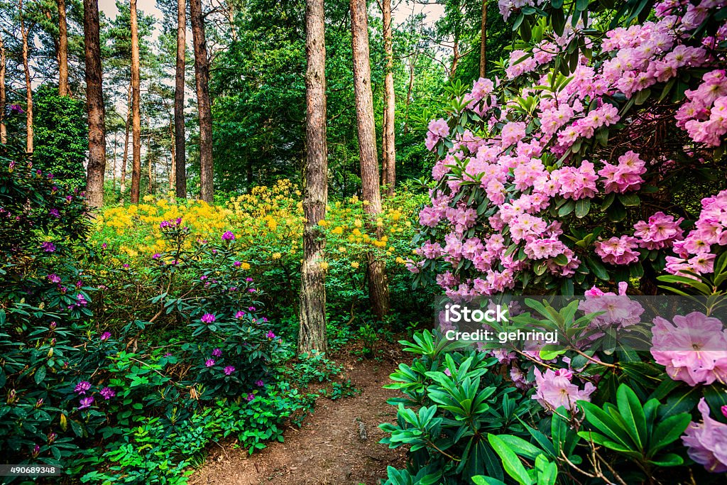 Blooming rhododendron garden - Royaltyfri 2015 Bildbanksbilder