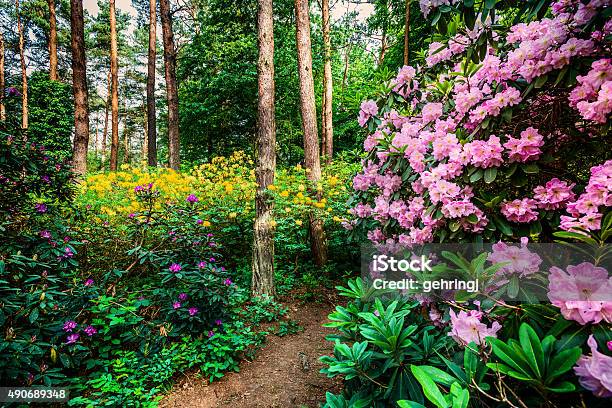 Blooming Rhododendron Garden-foton och fler bilder på 2015 - 2015, Azalea, Bakgrund