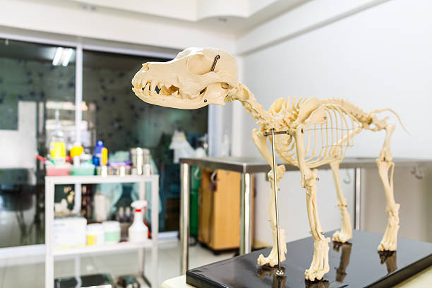 istock Dog skeleton model in veterinary hospital 490689477
