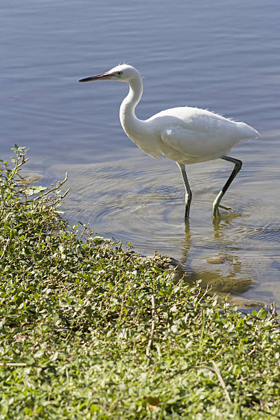 istock White heron by the lake 490689850