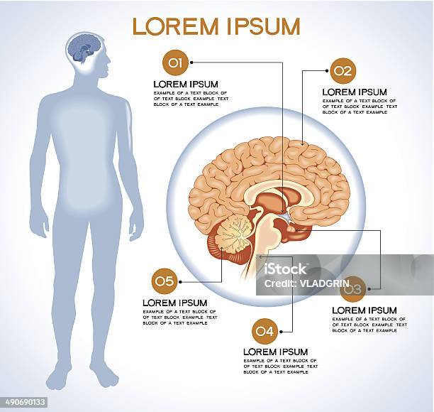 Internal Human Organ Hypothalamus Stock Illustration - Download Image Now - Cross Section, Anatomy, Human Brain