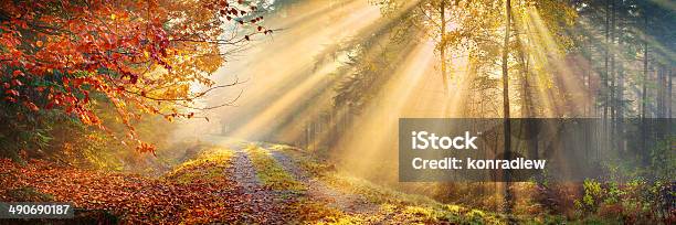 Sun Rays Penetrating Autumn Forest Xxxl 40 Mpix Panorama Stock Photo - Download Image Now