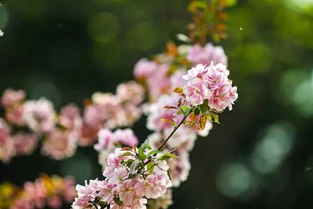 In early spring the Pink peach blossom.