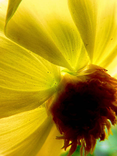 flor amarilla - sibiria fotografías e imágenes de stock