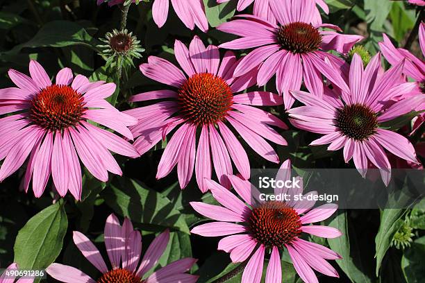 Echinacea Blooming Cone Flower Stock Photo - Download Image Now - 2015, Agricultural Field, Agriculture