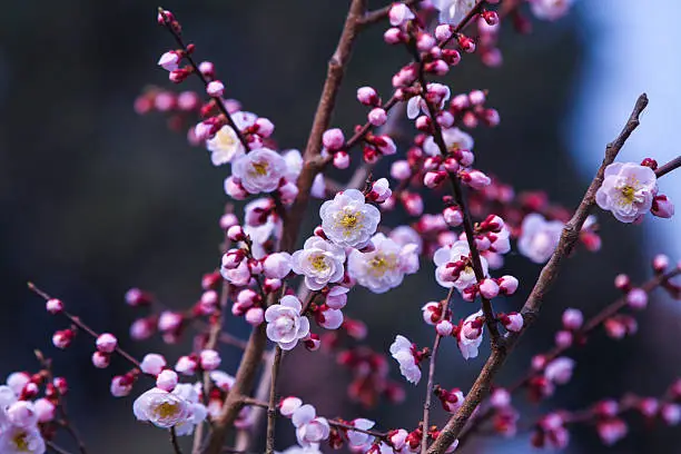 In early spring the peach blossom.
