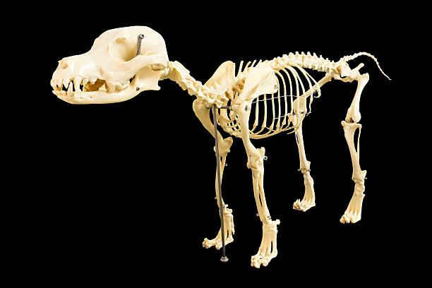 istock Dog skeleton model on black blackground 490691405