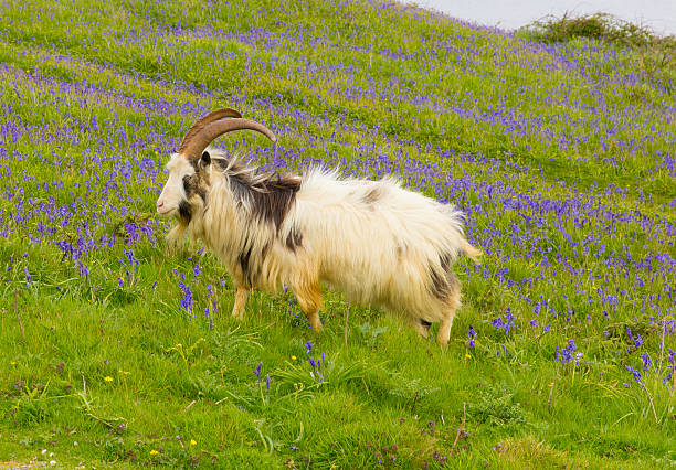 istock British Primitive goat breed large horns and beard in bluebells 490691429